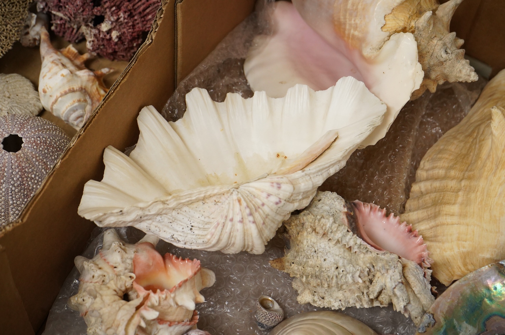 A collection of marine shells, echinoids, coral samples, fossil samples, etc.